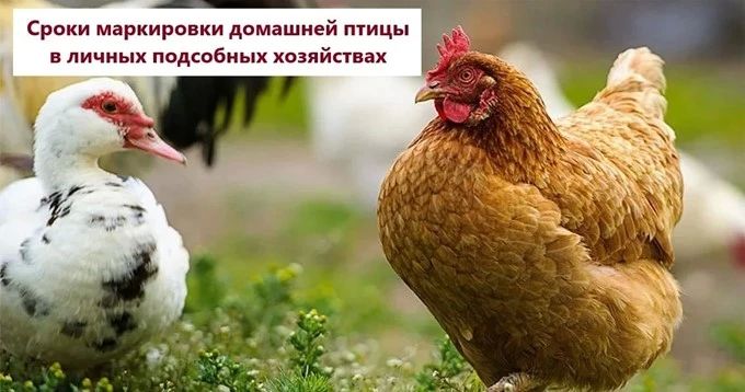 Важное для владельцев птицы в ЛПХ: сроки и правила маркировки
