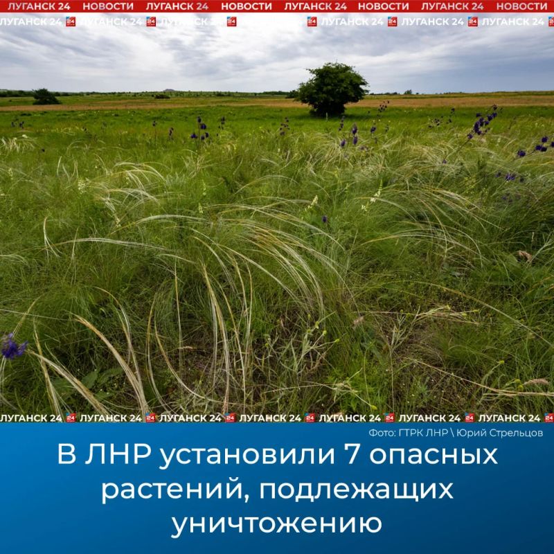 В ЛНР установили 7 опасных растений, подлежащих уничтожению