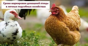 ������ ��� ���������� ����� � ���: ����� � ������� ����������