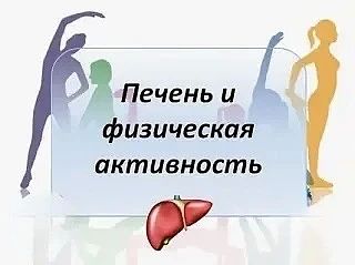 Печень и спорт. Друзья или враги?