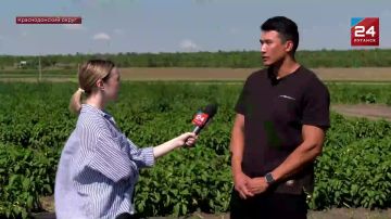 Томаты, капуста, и баклажаны – уже скоро на рынках и в магазинах региона