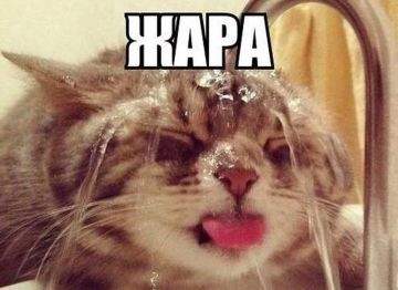 Жару до +42°C обещают 6-7 августа местами по ЛНР