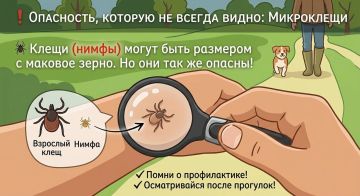 Клещи: опасность, которую не всегда видно