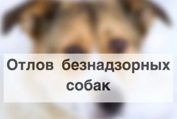 Внимание!. Отлов безнадзорных животных! С целью реализации государственных полномочий по организации мероприятий при осуществлении деятельности по обращению с животными без владельцев, Администрация муниципального округа...