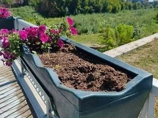 Хулиганы уничтожили петуньи в кашпо на Нижнетагильском мосту