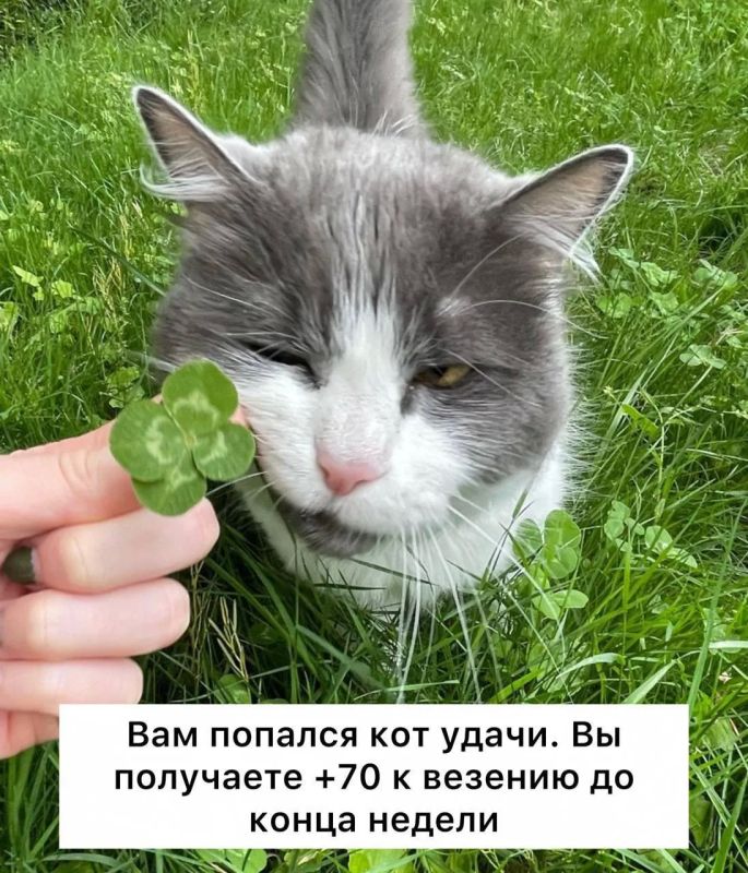 Удачу можно натренировать, — нейробиологи