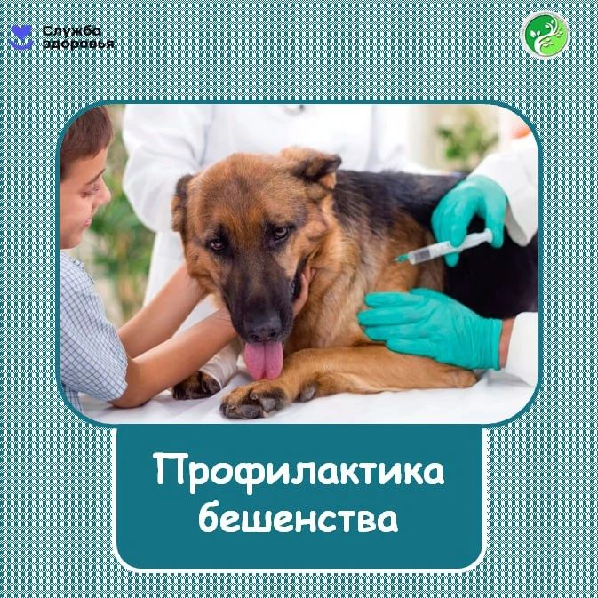 Бешенство — это опасное инфекционное заболевание, вызываемое вирусом, который поражает центральную нервную систему