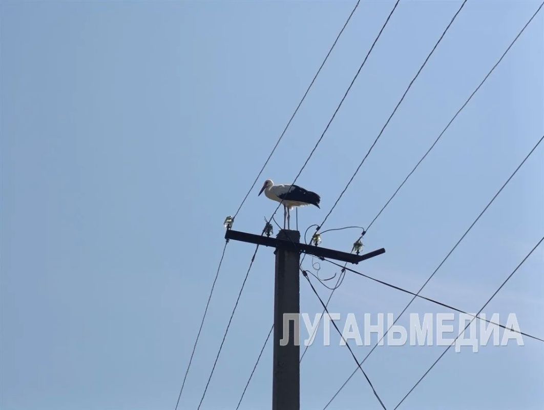 Этих пернатых знает практически каждый житель и гость Станицы Луганской