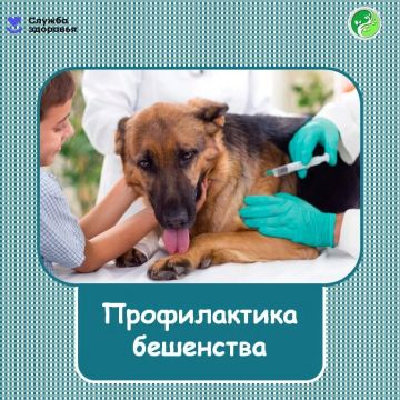 Бешенство — это опасное инфекционное заболевание, вызываемое вирусом, который поражает центральную нервную систему