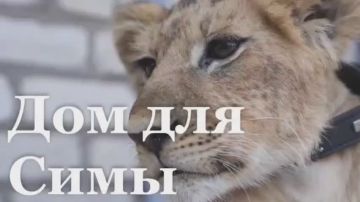 Маленькой львице Симе, которую несколько недель назад обнаружили в центре Луганска, нашли новый дом