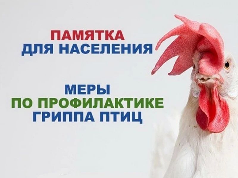 Памятка для населения о мерах по профилактике гриппа птиц