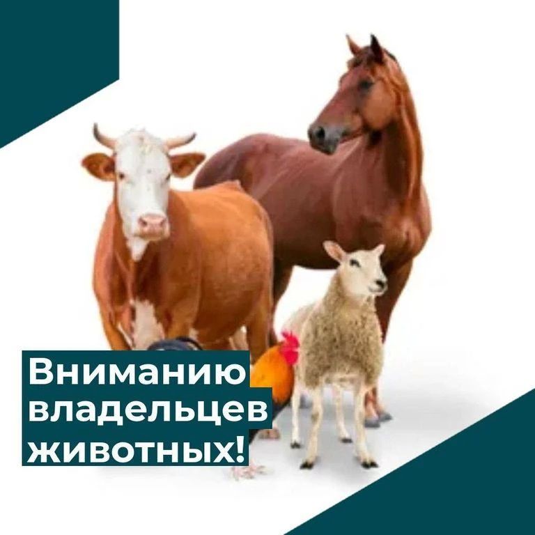 Государственное бюджетное учреждение Луганской Народной Республики «Станция по борьбе с болезнями животных города Брянки» напоминает владельцам животных, что ответственность за здоровье, содержание и использование животных...