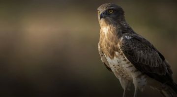 ������� �����: ��� ������ ����� ������ �������� �������� ���� �� ��������
