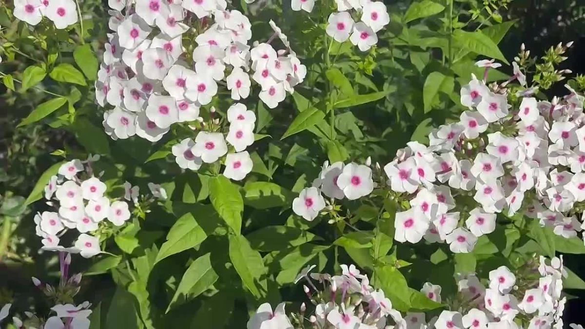 Доброе утро!. Пятница, 14 августа
