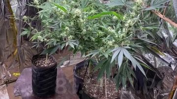� �������� ����������� ������ ����� 87 ������� ������������� �������