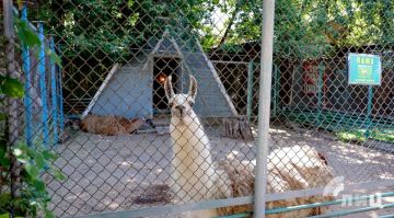 Перемещение луганского зооуголка в парк имени Горького находится в стадии проекта