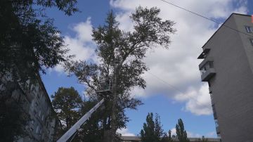 Бригада специалистов «Зелёного хозяйства» продолжает работу по заявкам жильцов