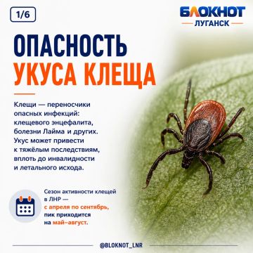 Что делать, если укусил клещ: инструкция для жителей ЛНР