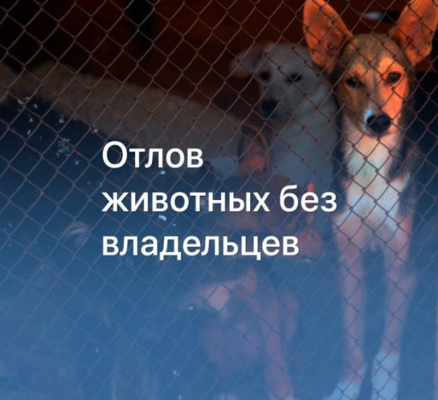 Администрация Луганска напоминает, куда и как заявить о животных без хозяина