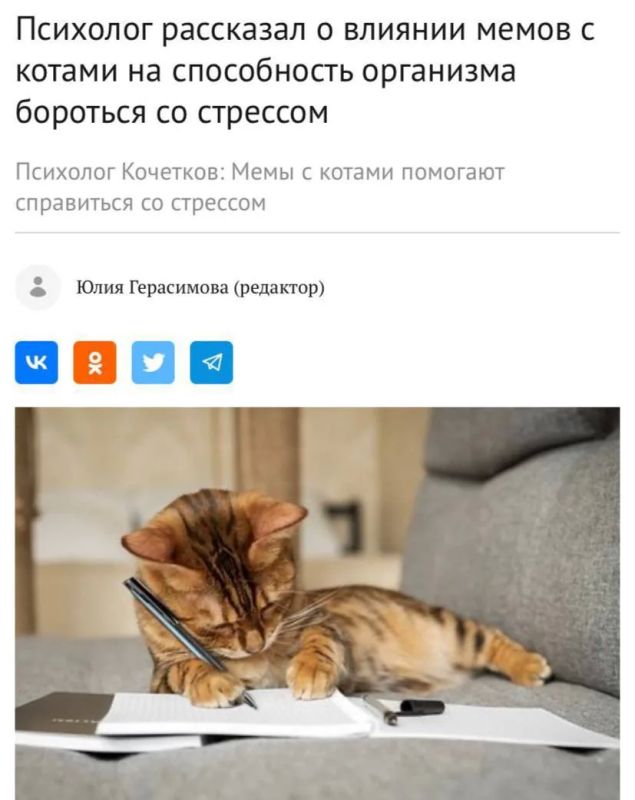 Мемы с котами лечат менталку — официальное исследование