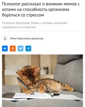 Мемы с котами лечат менталку — официальное исследование