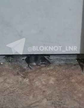 Таких «красавчиков» заметили в одной из больниц Алчевска ЛНР