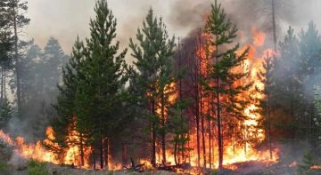 В Новоайдарском округе горят почти 100 гектаров леса и степи