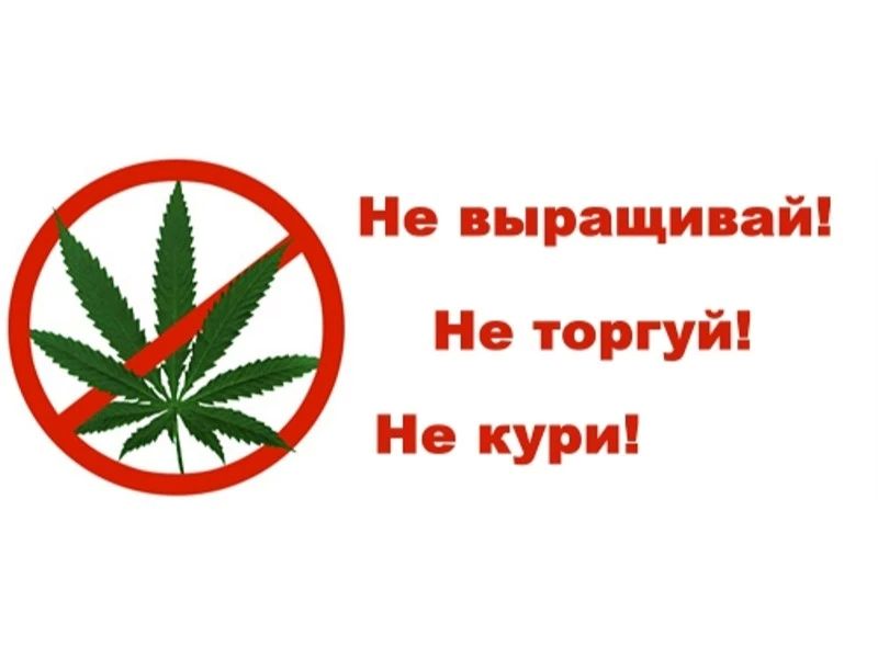 Профилактика употребления каннабиса: забота о будущем Славяносербского муниципального округа