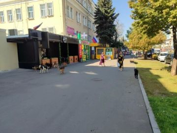 Стаю бездомных псов заметили в центре Луганска