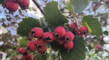 ��������� ������������ 31 ������� � ��� �� 28 �������� �����