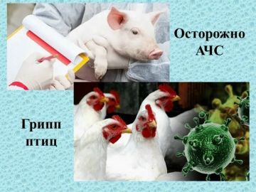 ГБУ ЛНР «СББЖ СтаничноЛуганского района» информирует население о продлении месячника по выявлению биологических угроз на территории СтаничноЛуганского муниципального округа — с 2 по 30 сентября 2026 года