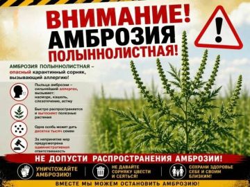 Для здоровья людей:. пыльца — один из сильнейших аллергенов;