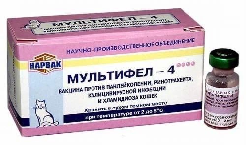 Вакцина для кошек «Мультифел» от производителя «Мультикана» вызывает кровавый стул, кому и гибель питомцев