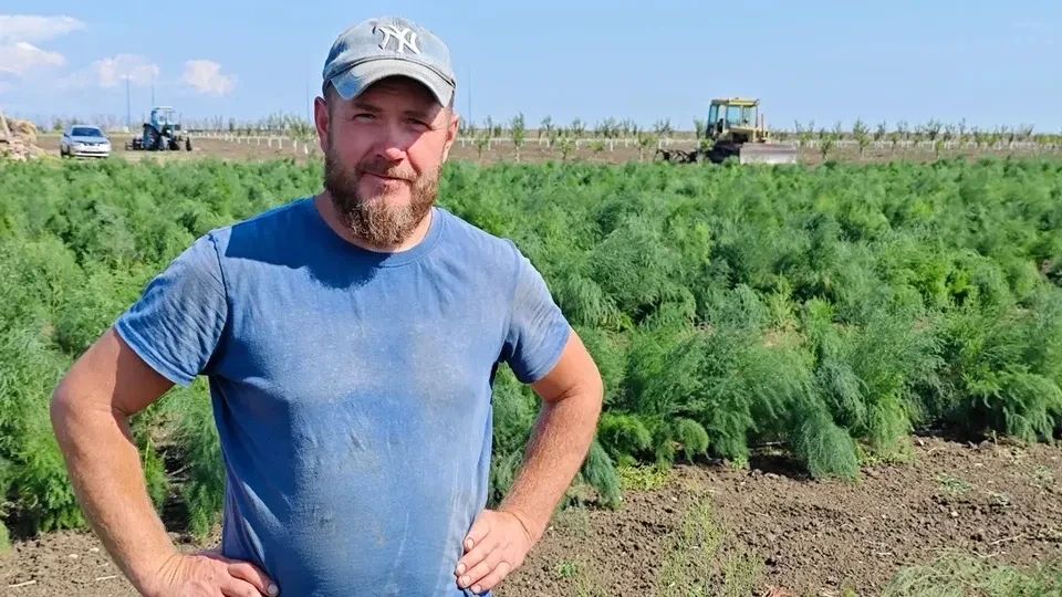 На стол и в букет: Фермер из Луганска впервые в ЛНР посадил на своих полях спаржу