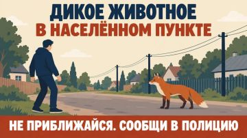 Что делать при обнаружении дикого животного в населенном пункте