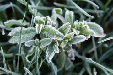 В ЛНР предупредили о заморозках до -3 °C