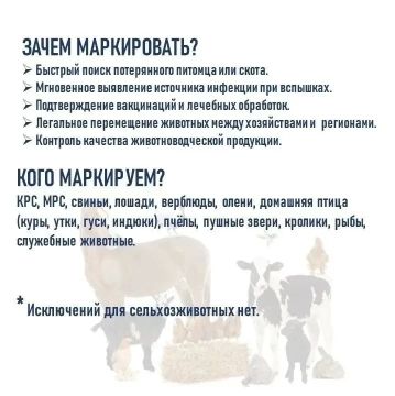 В ветстанции Луганска напомнили об обязательной маркировке животных
