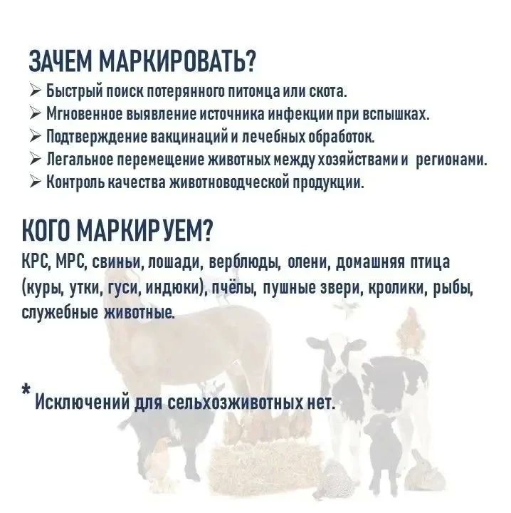 В ветстанции Луганска напомнили об обязательной маркировке животных