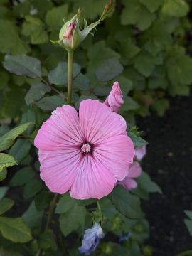 � ������ �����, ������ ����������� �������������� ������!