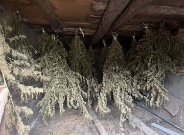 Cотрудники республиканского наркоконтроля и полицейские Белокуракино изъяли у местного жителя крупную партию марихуаны