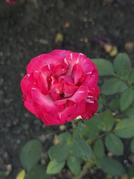 � ������ �����, ������ ����������� �������������� ������!