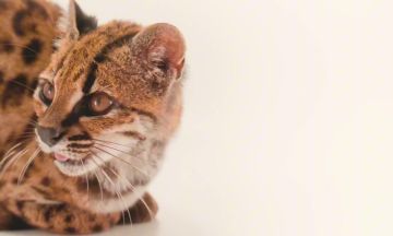 Новый вид кошек открыли учёные впервые за 100 лет
