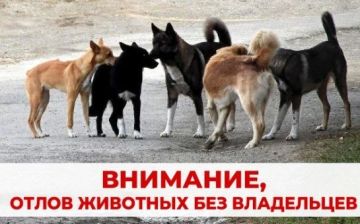 В Краснодоне проводятся плановые мероприятия по работе с безнадзорными животными