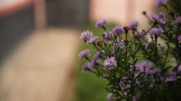 ������ ��������: ���� �����, ��� ������� ������ ��-������